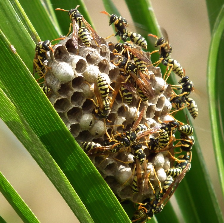 Hornets Nest