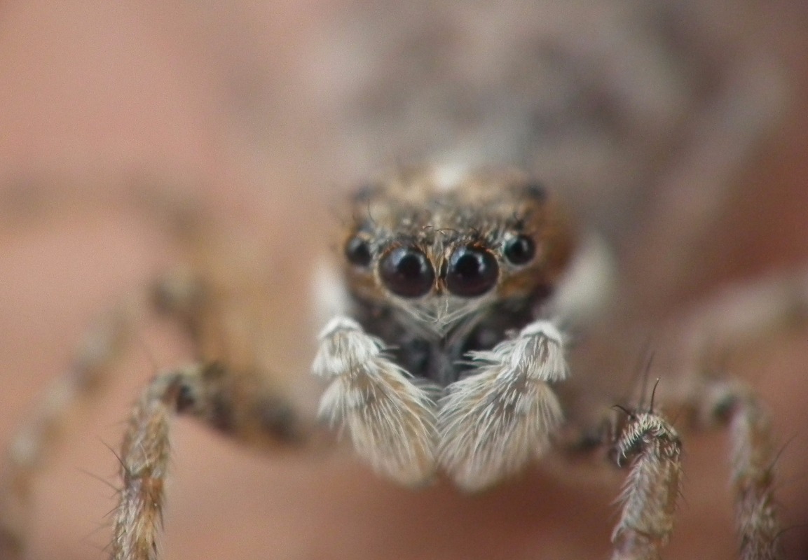 Spider Eyes