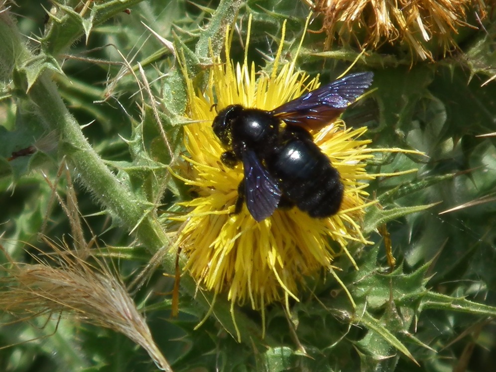 Carpenter Bee
