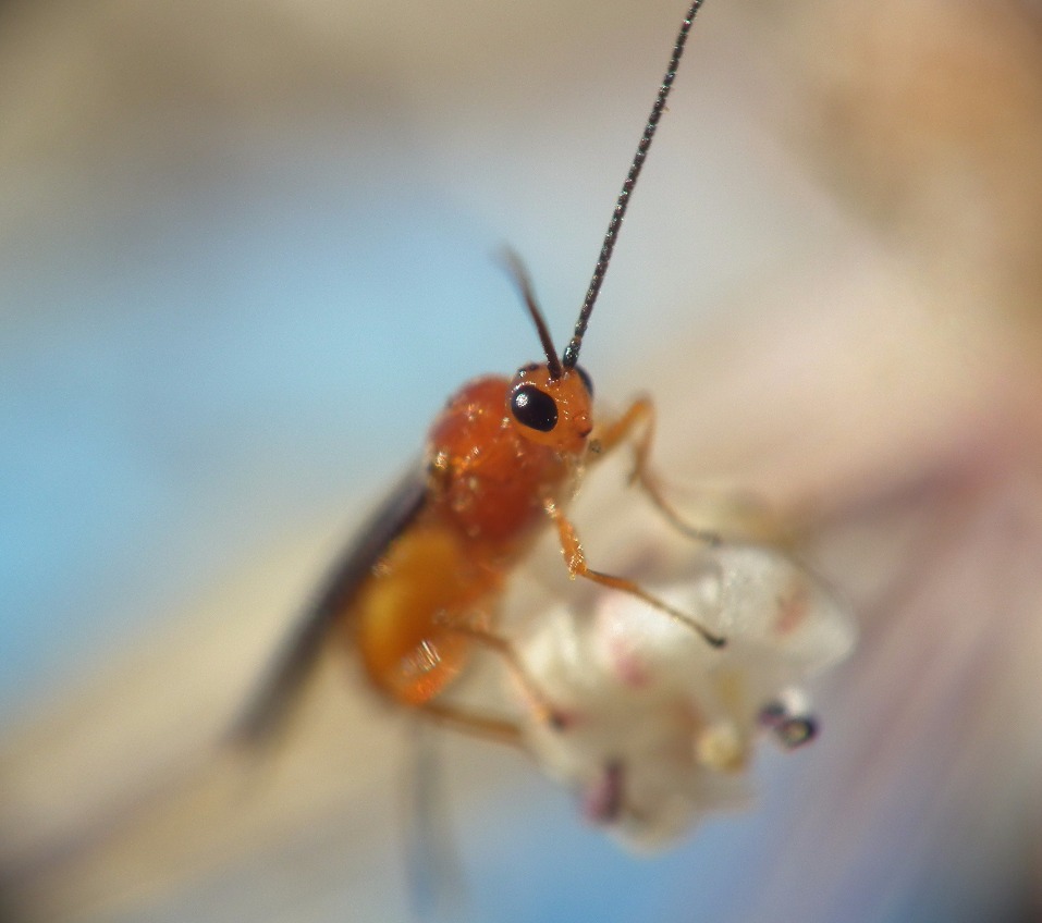 Pollinating Beetles