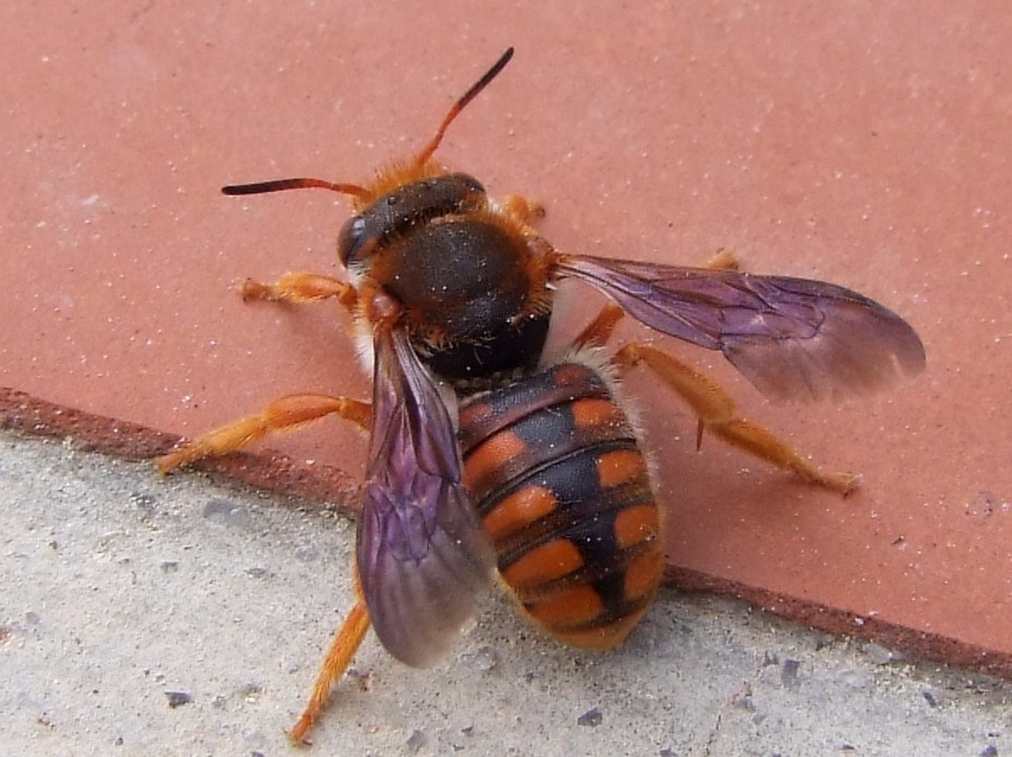 Orange Bee