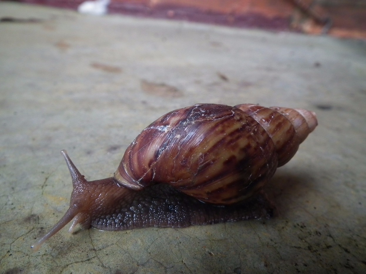 Giant African Snail