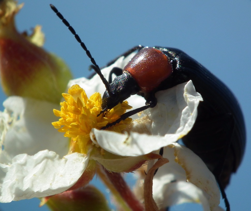 Soldier Beetle