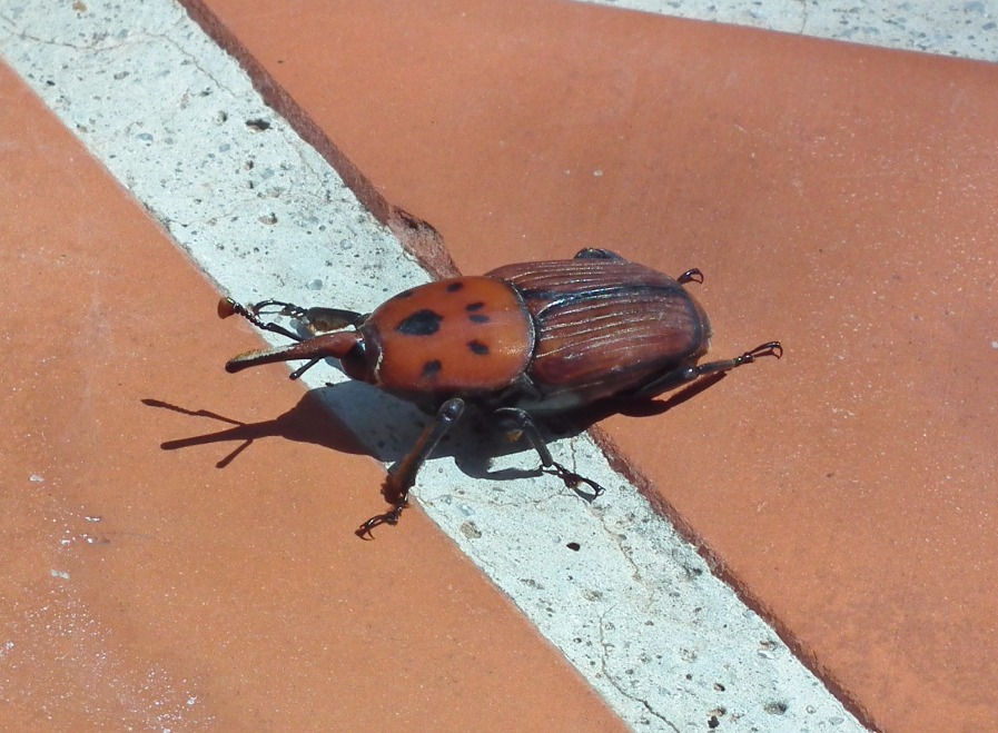 Red Palm Weevil