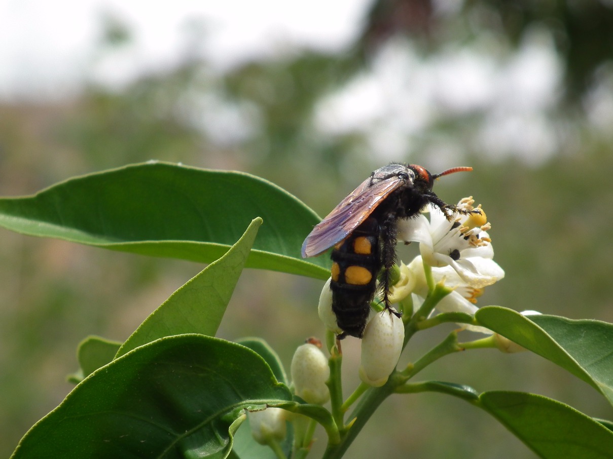 Mammoth Wasp