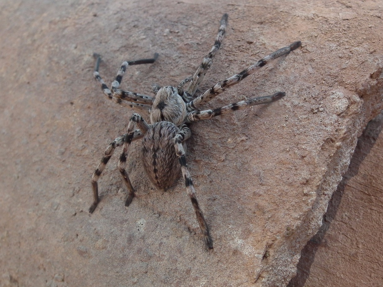 Wolf Spider