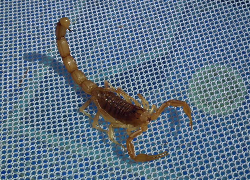 Scorpion