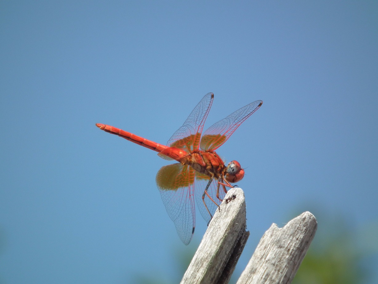 Red Dragonfly