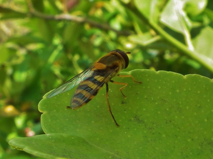 Stinging Insect
