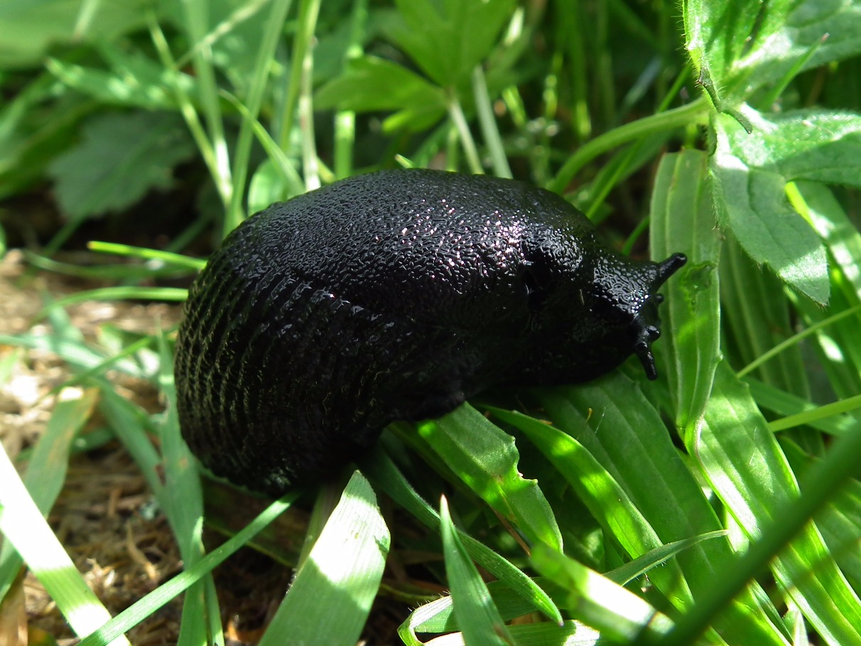 Black Slug