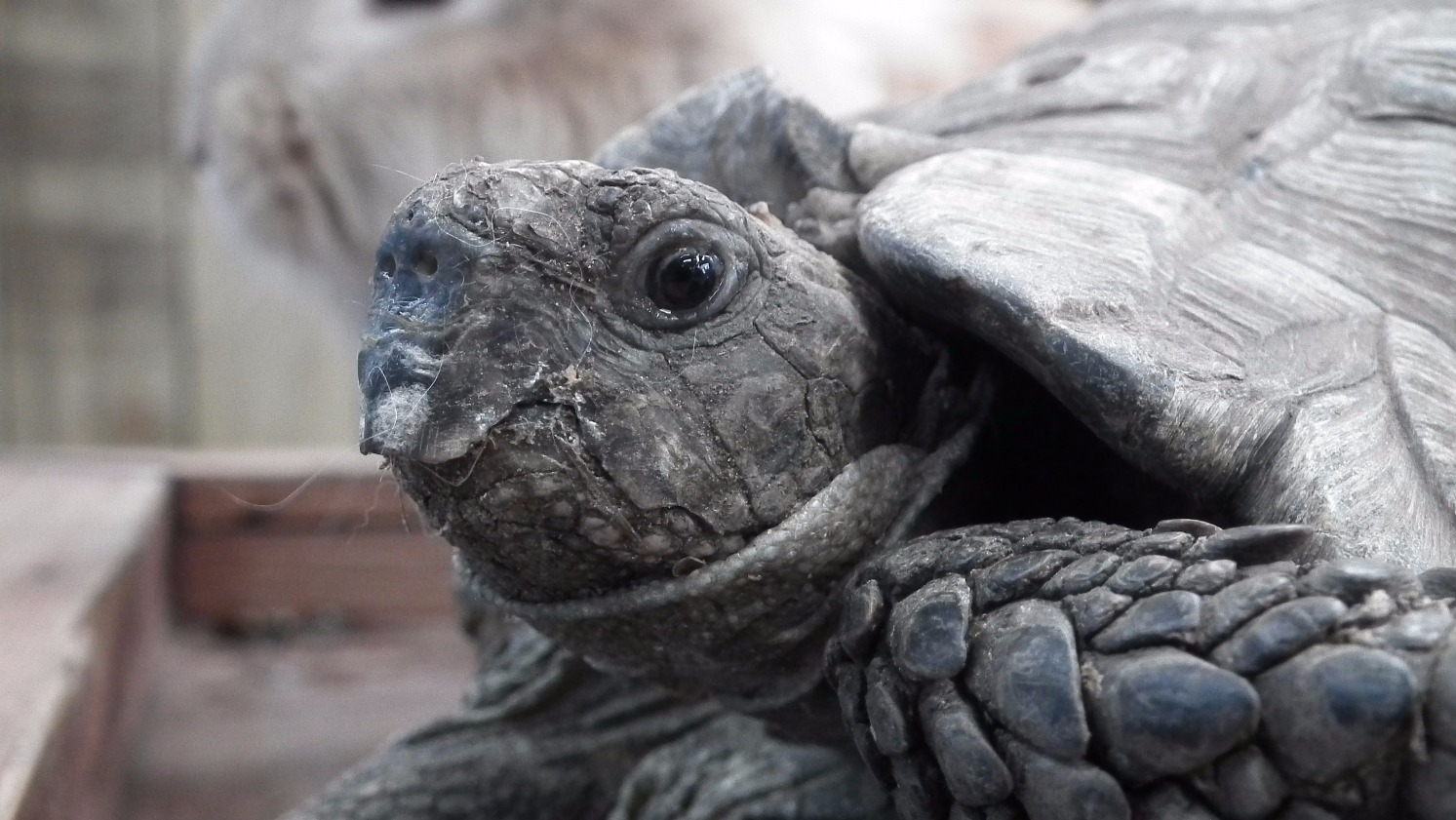 Tortoise