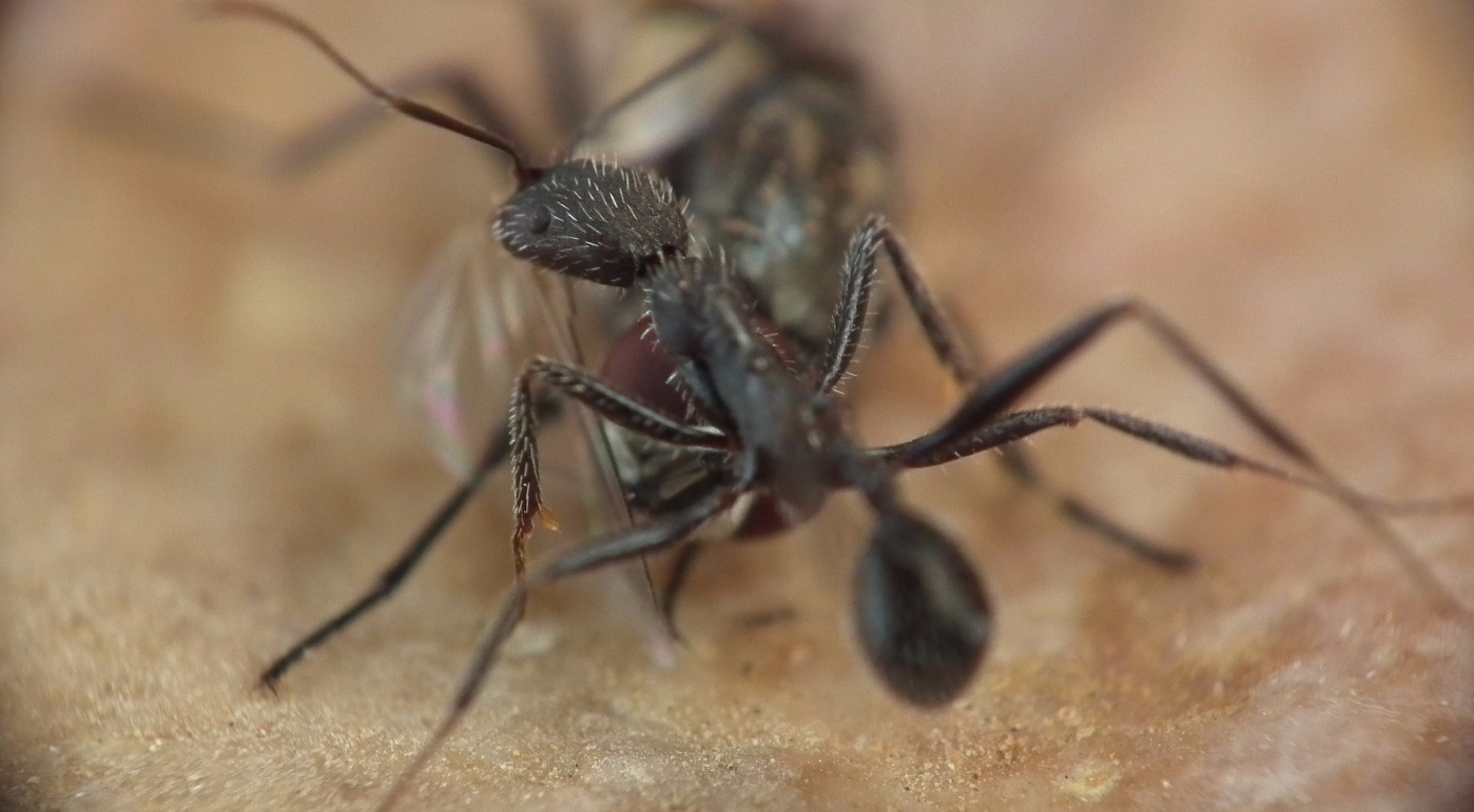 Ant and the fly