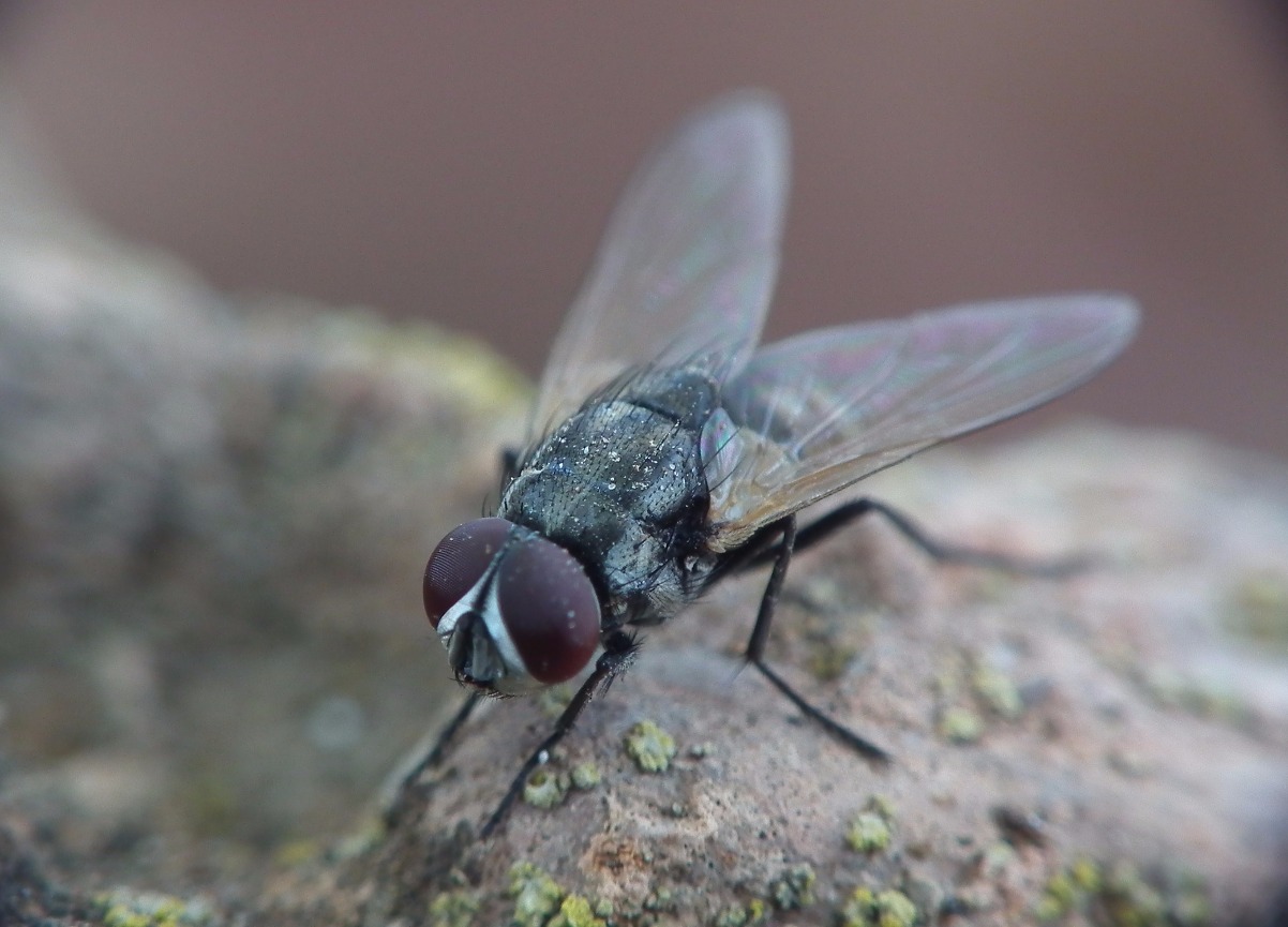 Fly