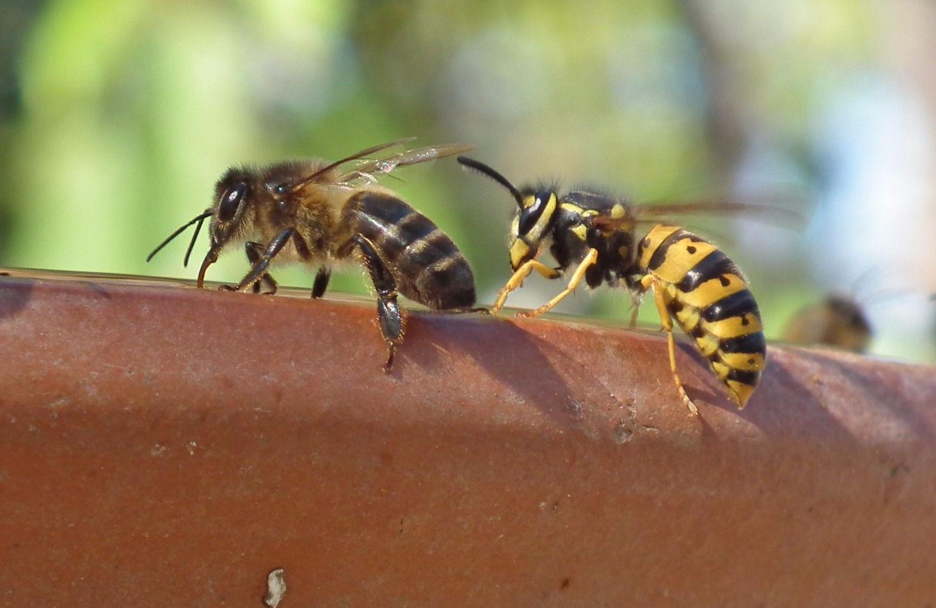 The Bee & The Wasp