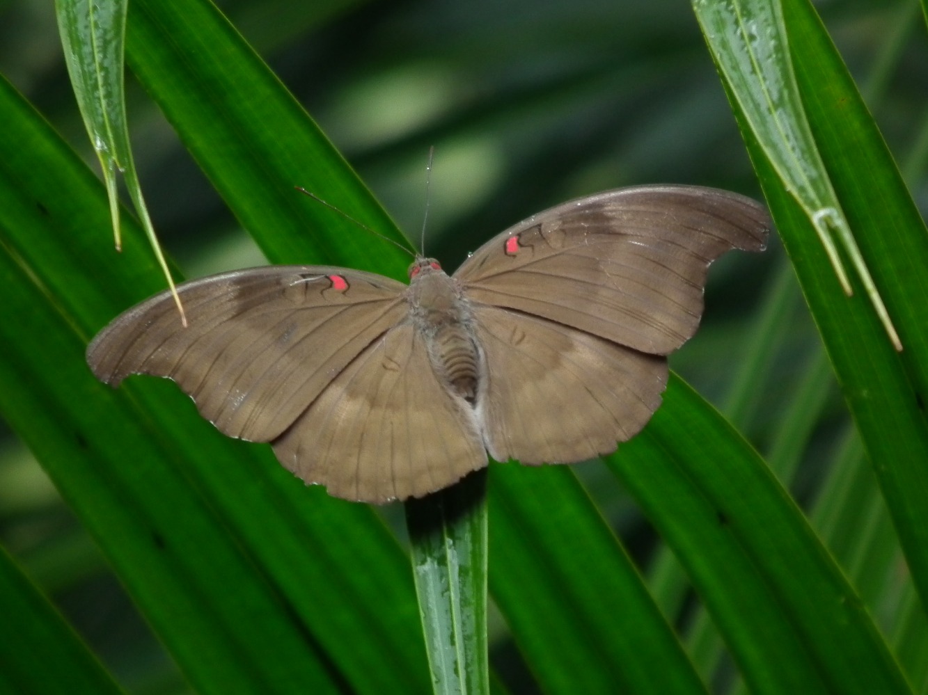 Red Spot Duke Butterfly