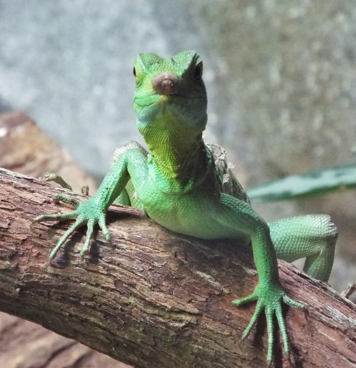 Green Lizard