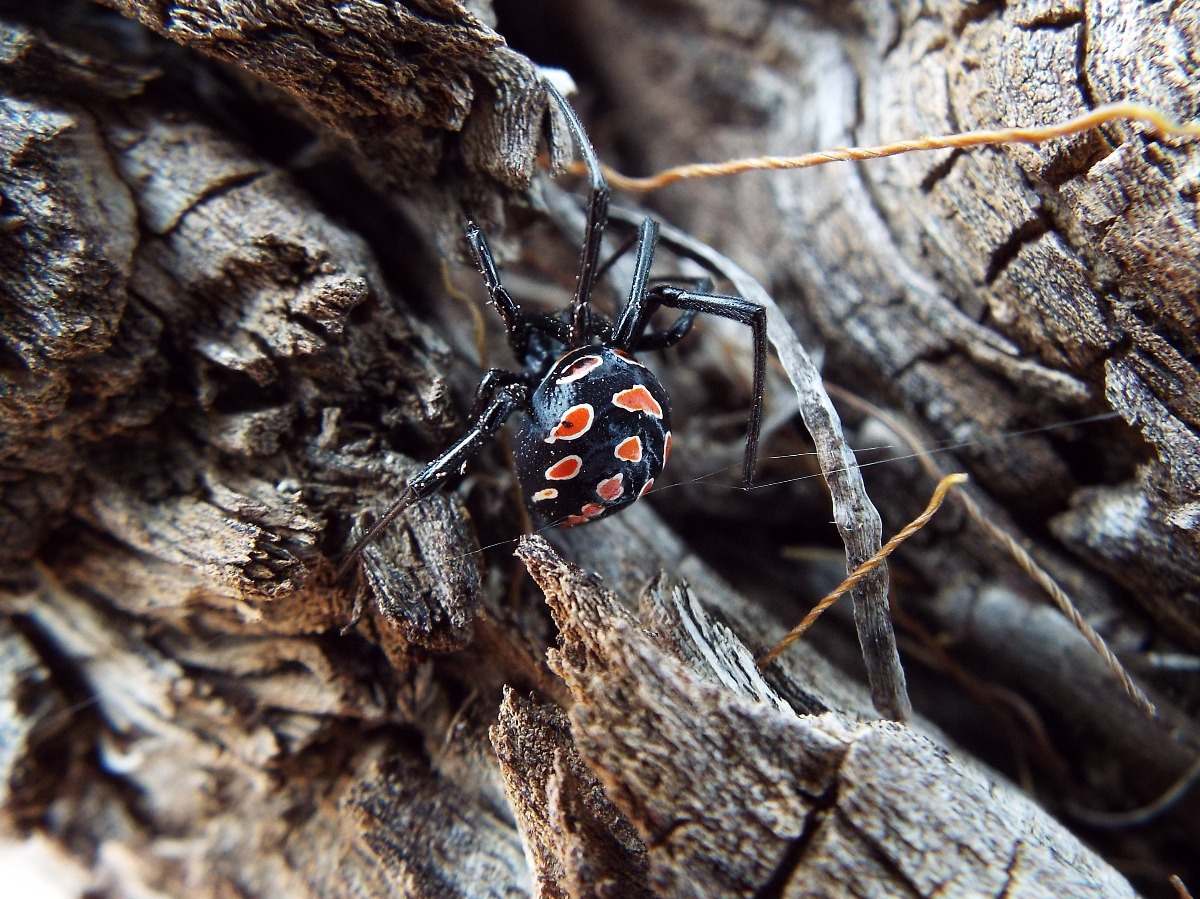 Juvenile Black Widow Spider