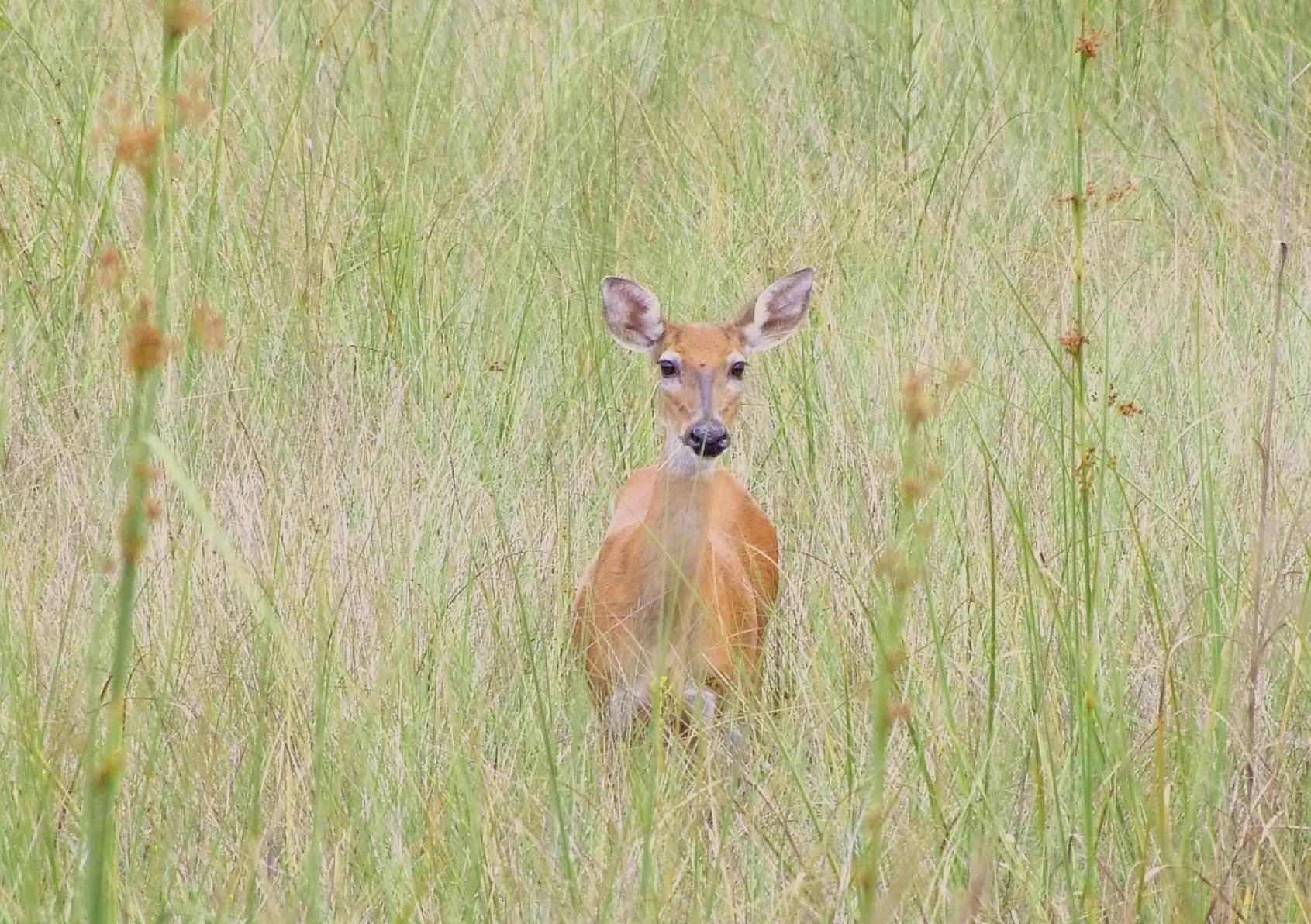 Wild Deer