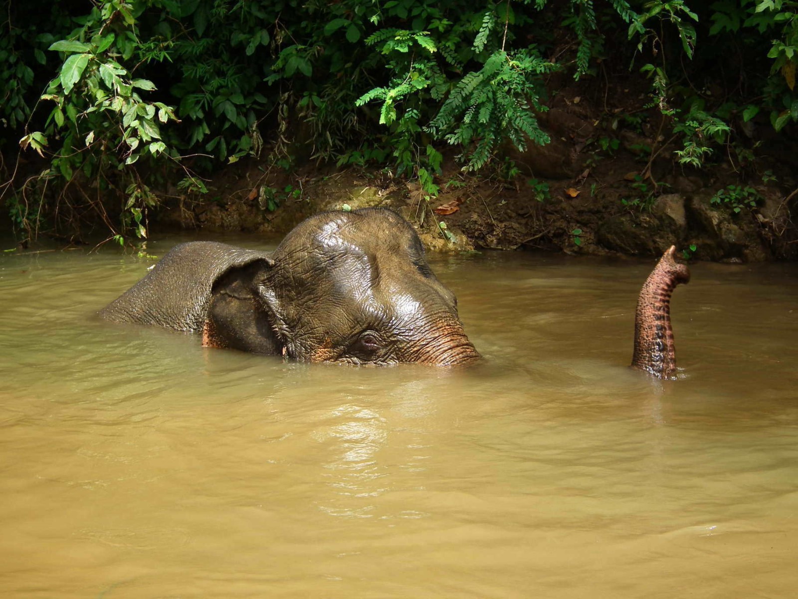 River Bathing