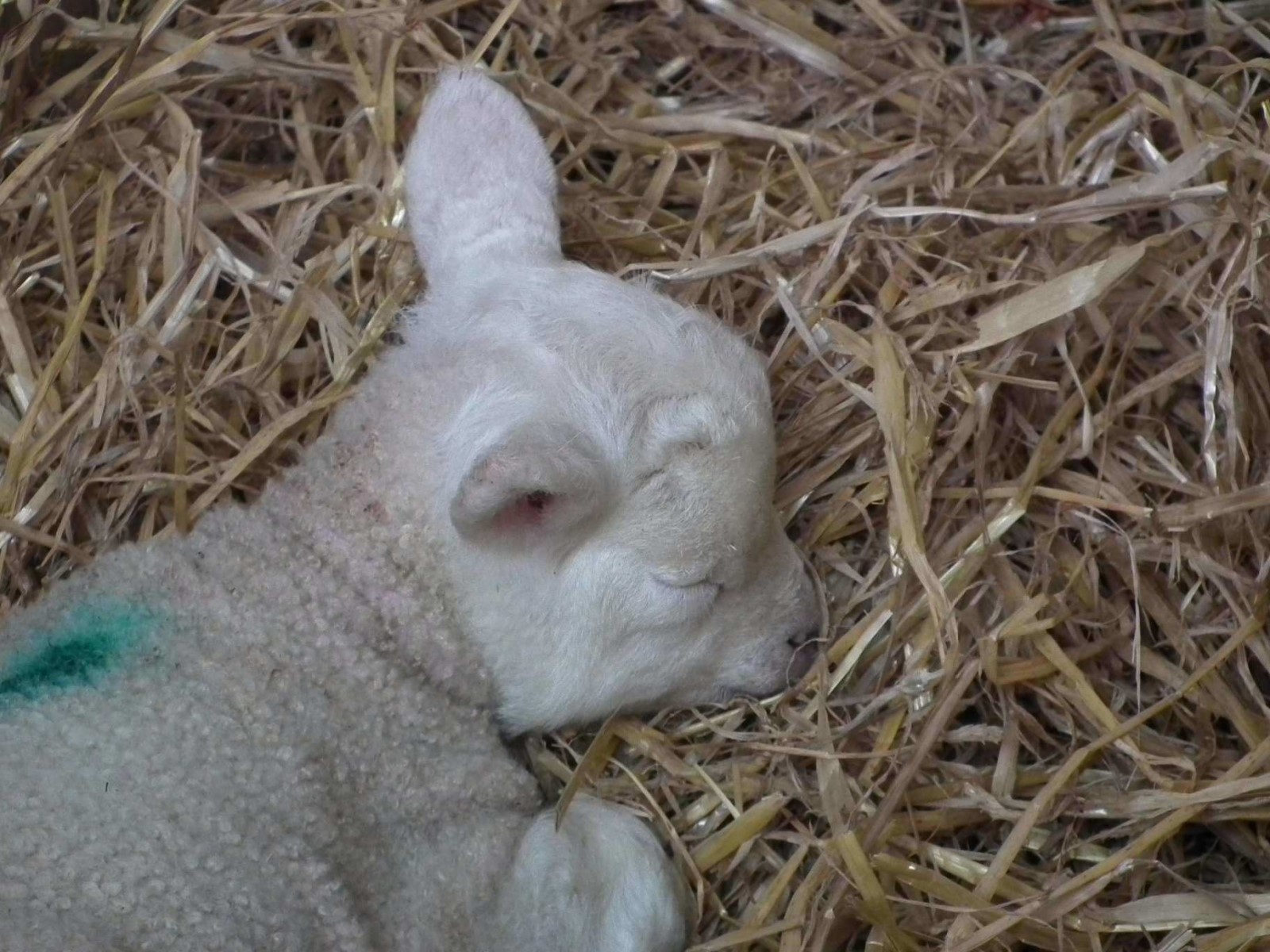 Sleeping Beauty