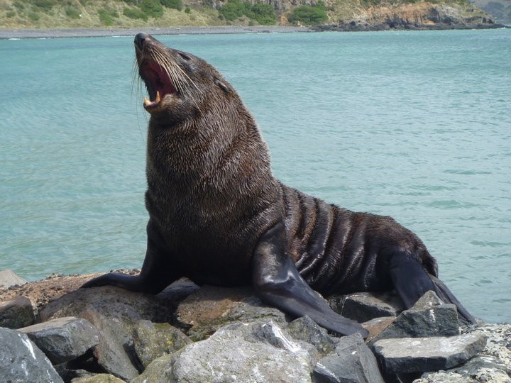 Sea Lion