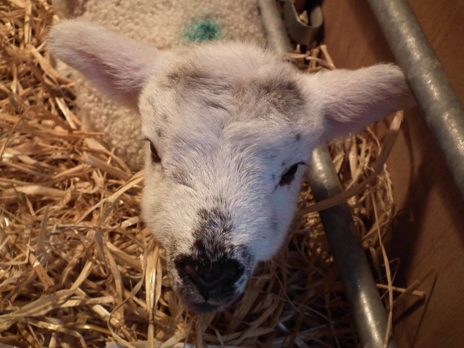 Curious Lamb