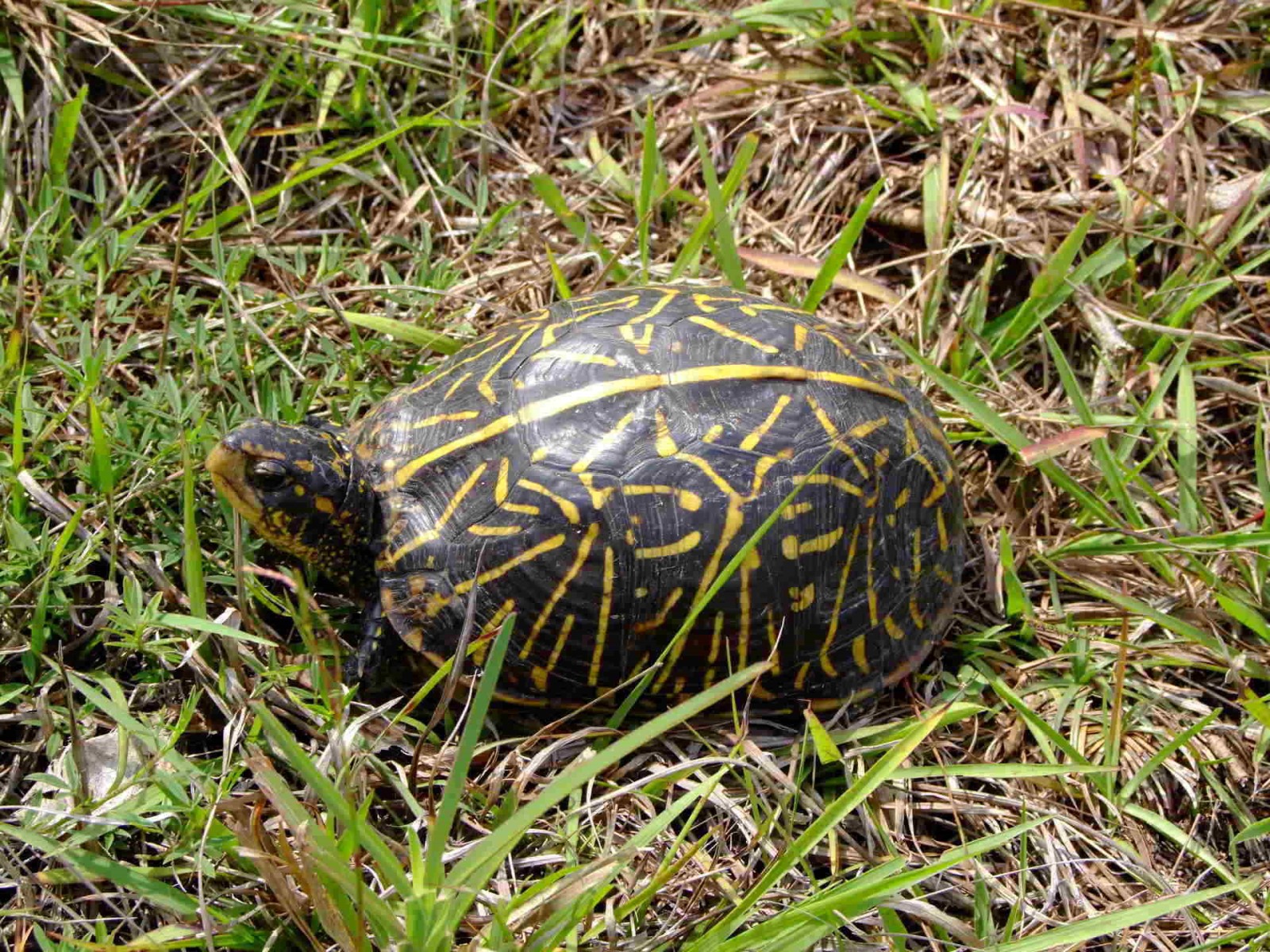 Cooter Turtle