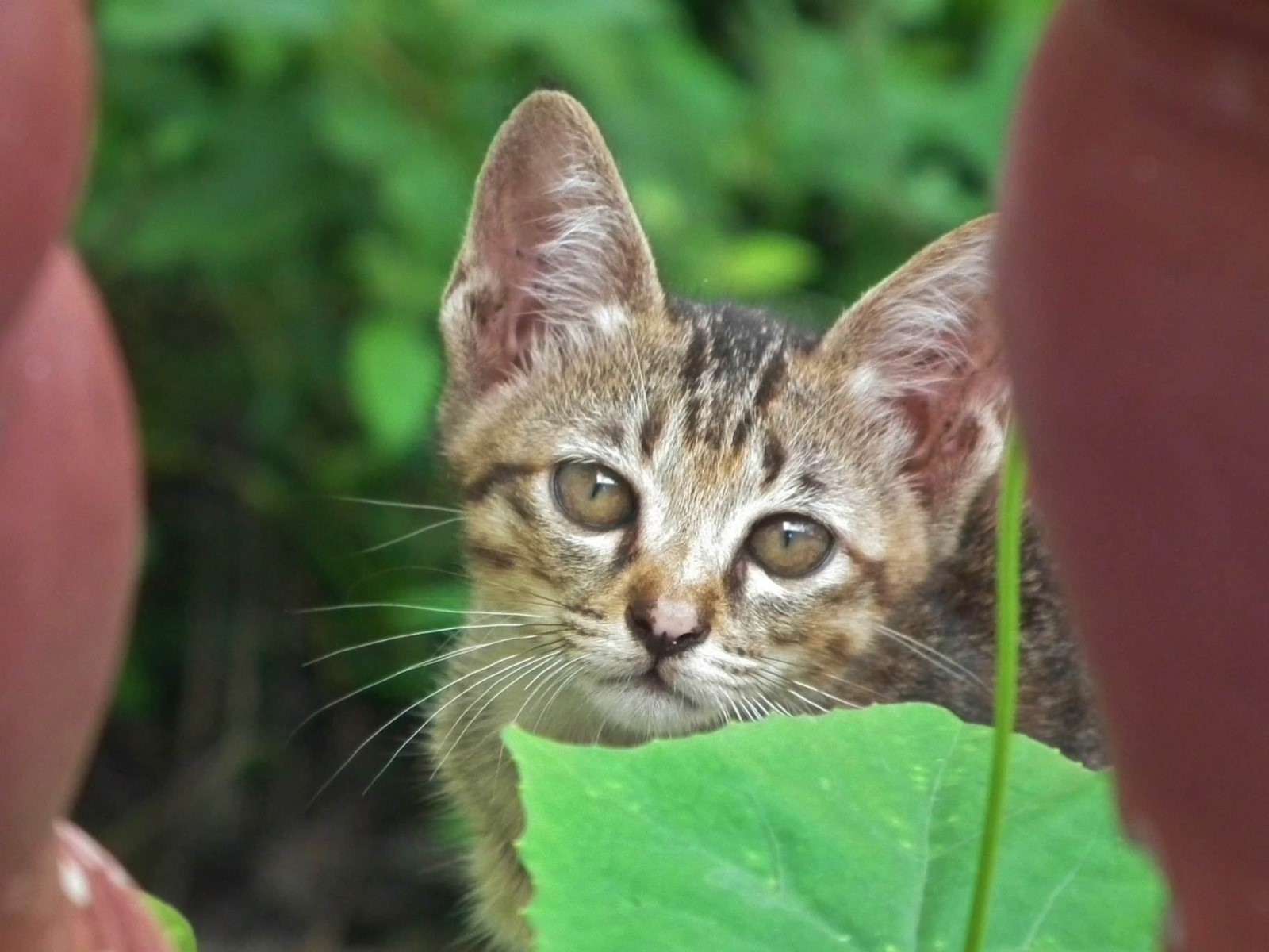 Cautious Cat