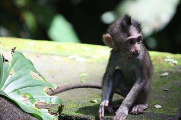 Sweet Monkey