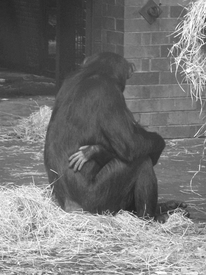 Mother's Love