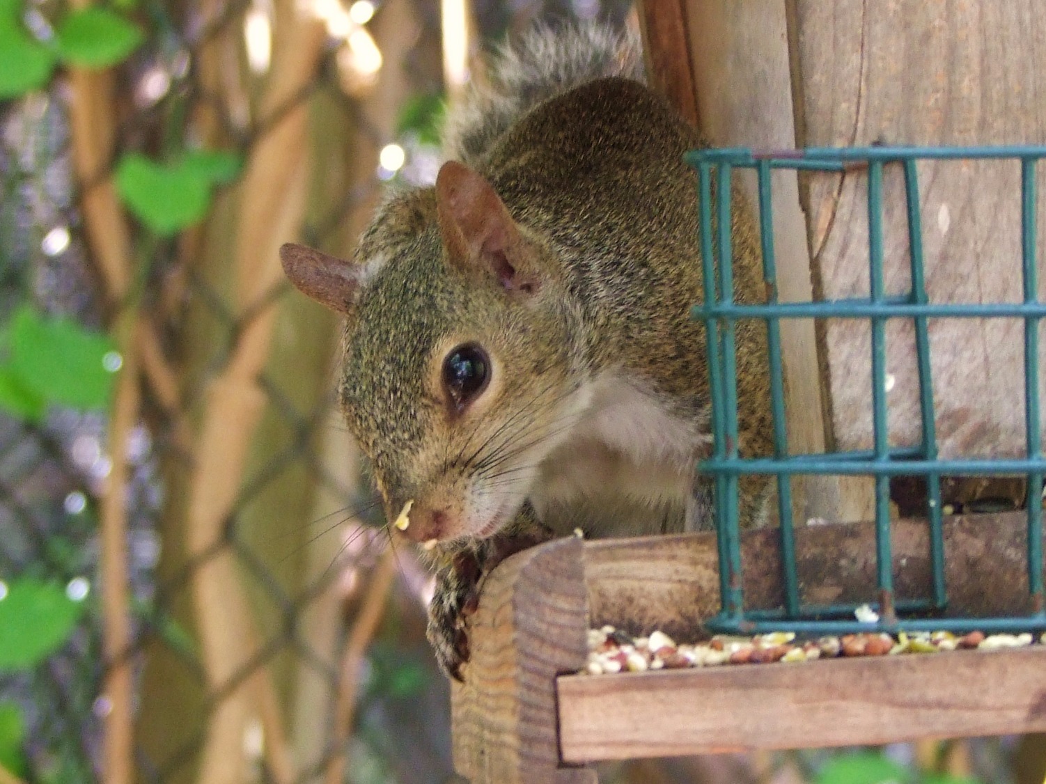 Shy Squirrel