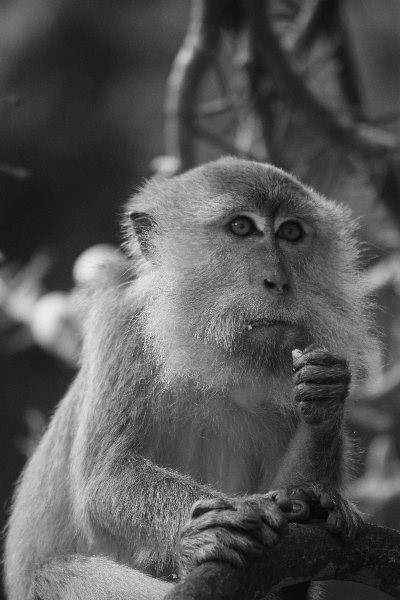 Monkey