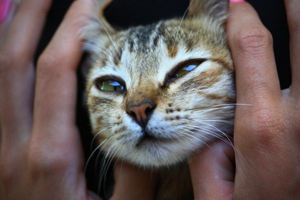 Cat Cuddle