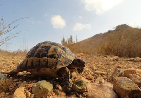 Tortoise