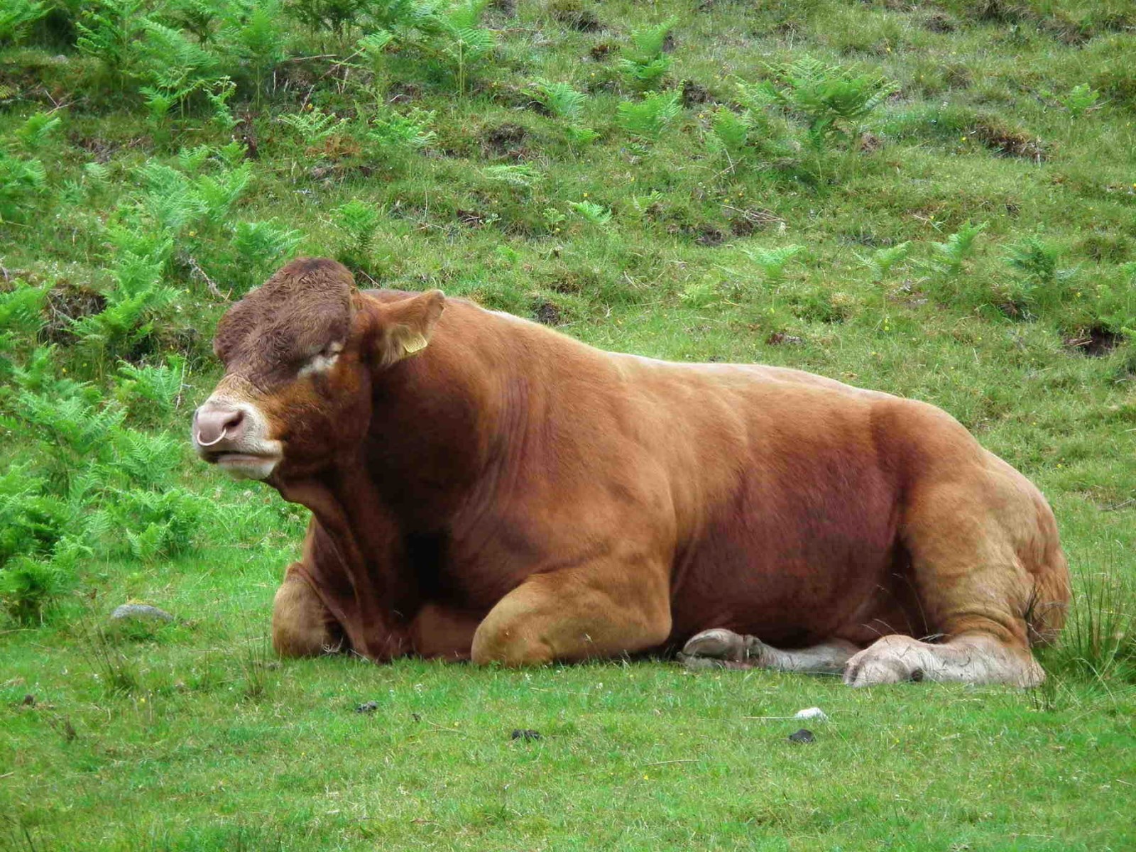 A Load Of Bull