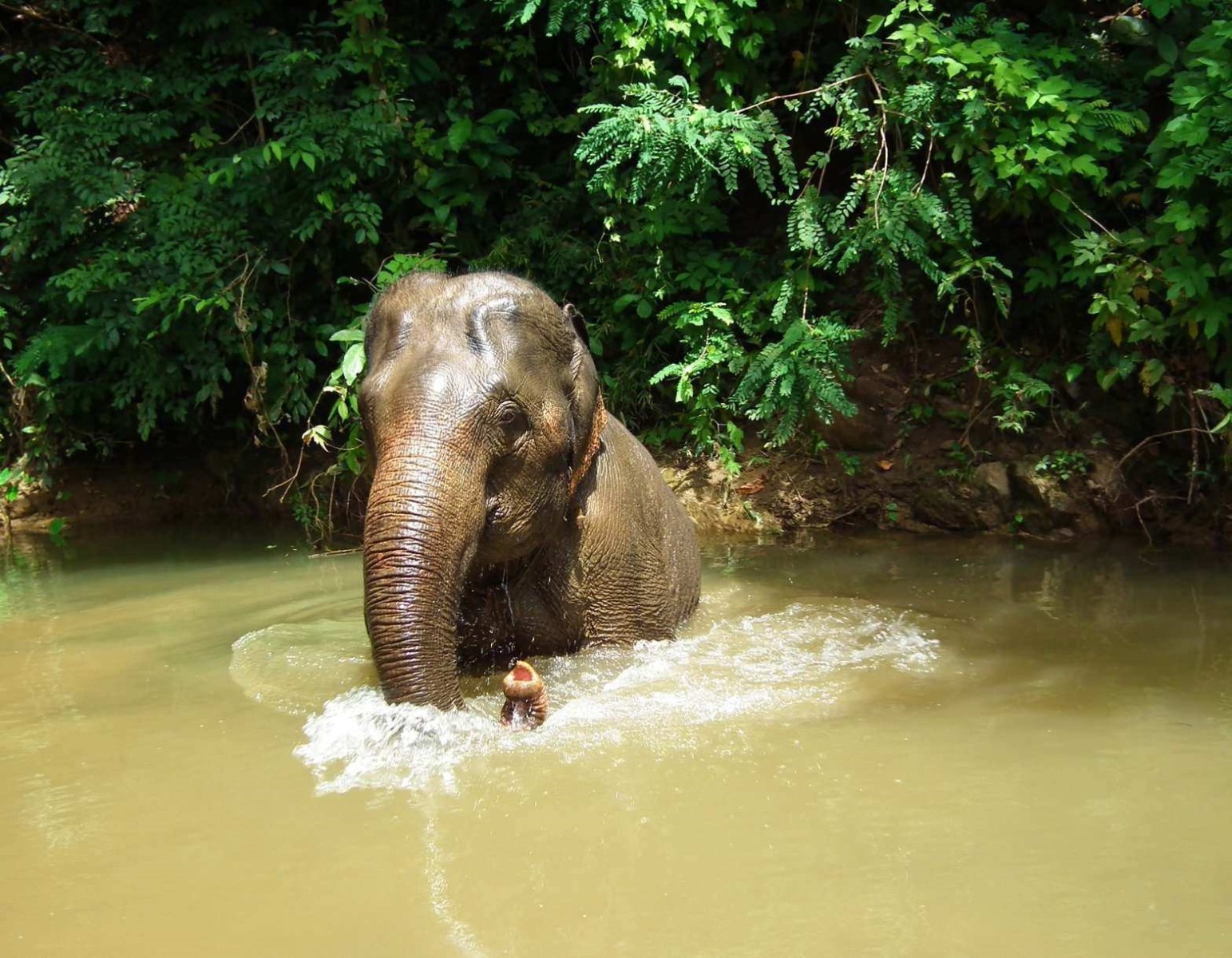Asian Elephant
