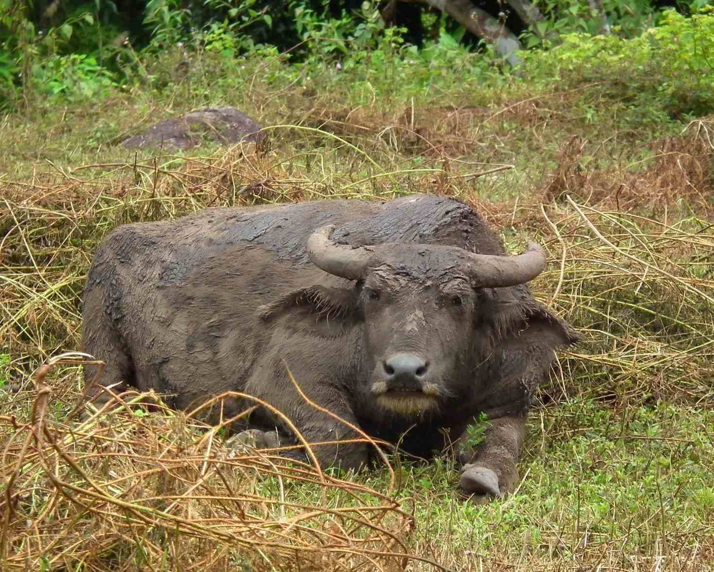 Water Buffalo