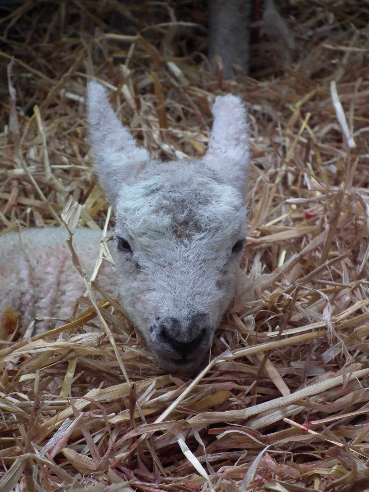 Newborn Lamb