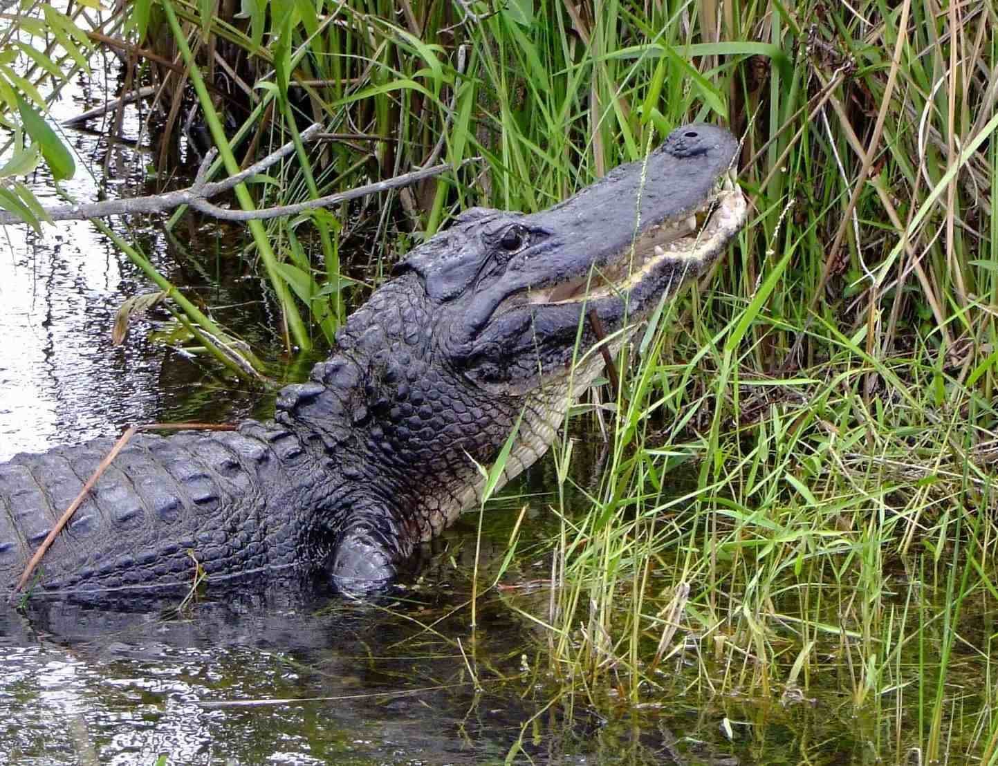Alligator