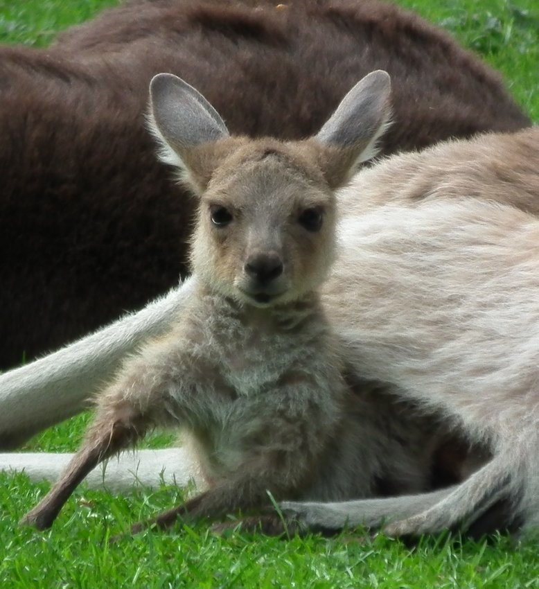 Baby Kangaroo
