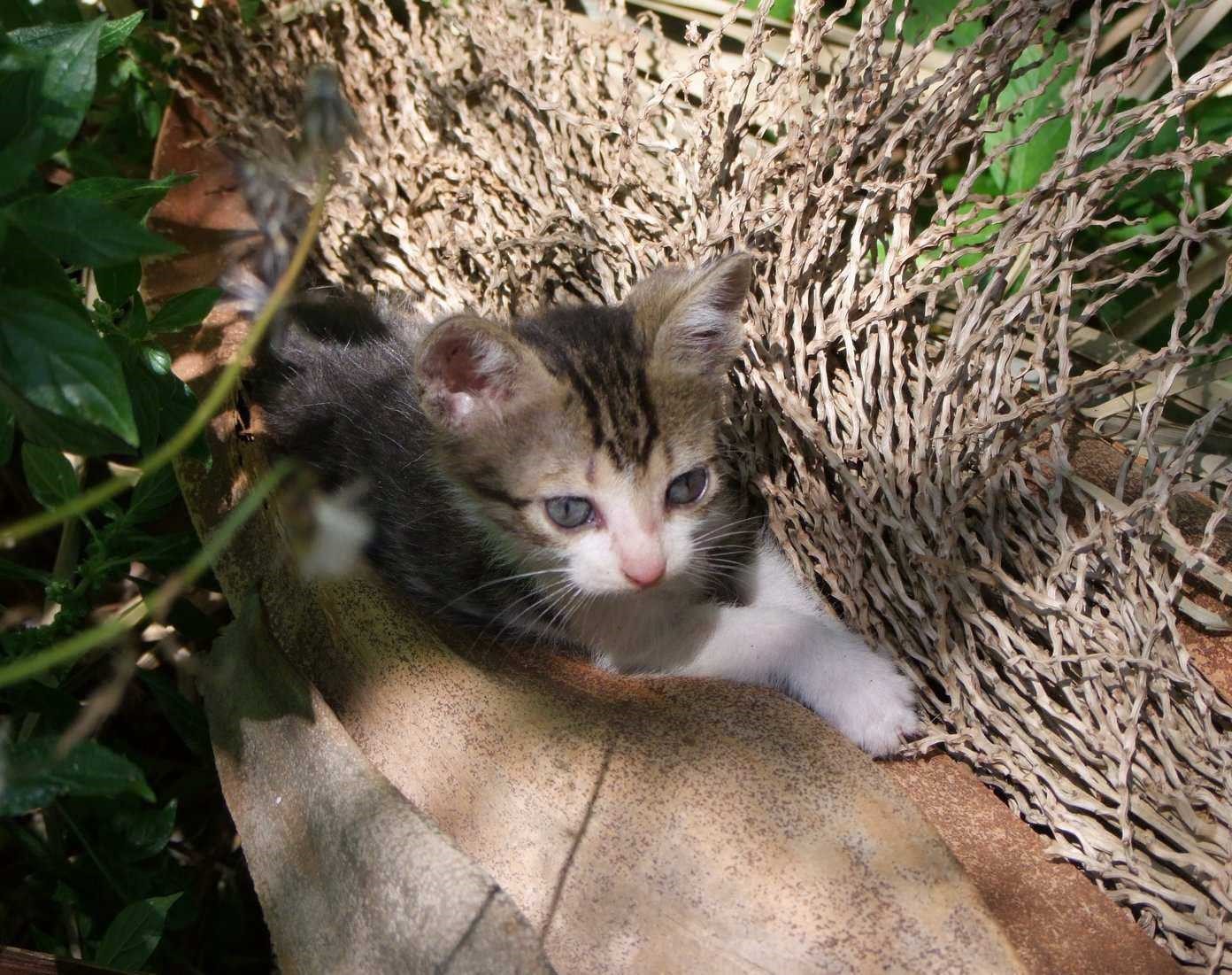 Peeping Out