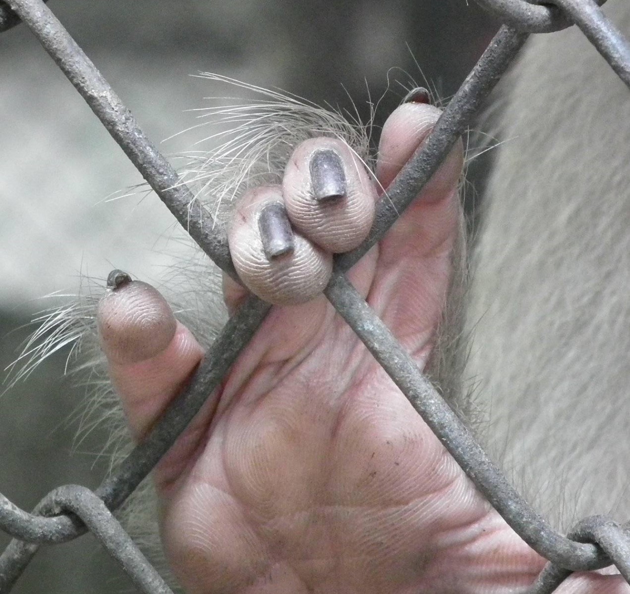 Monkey Claws