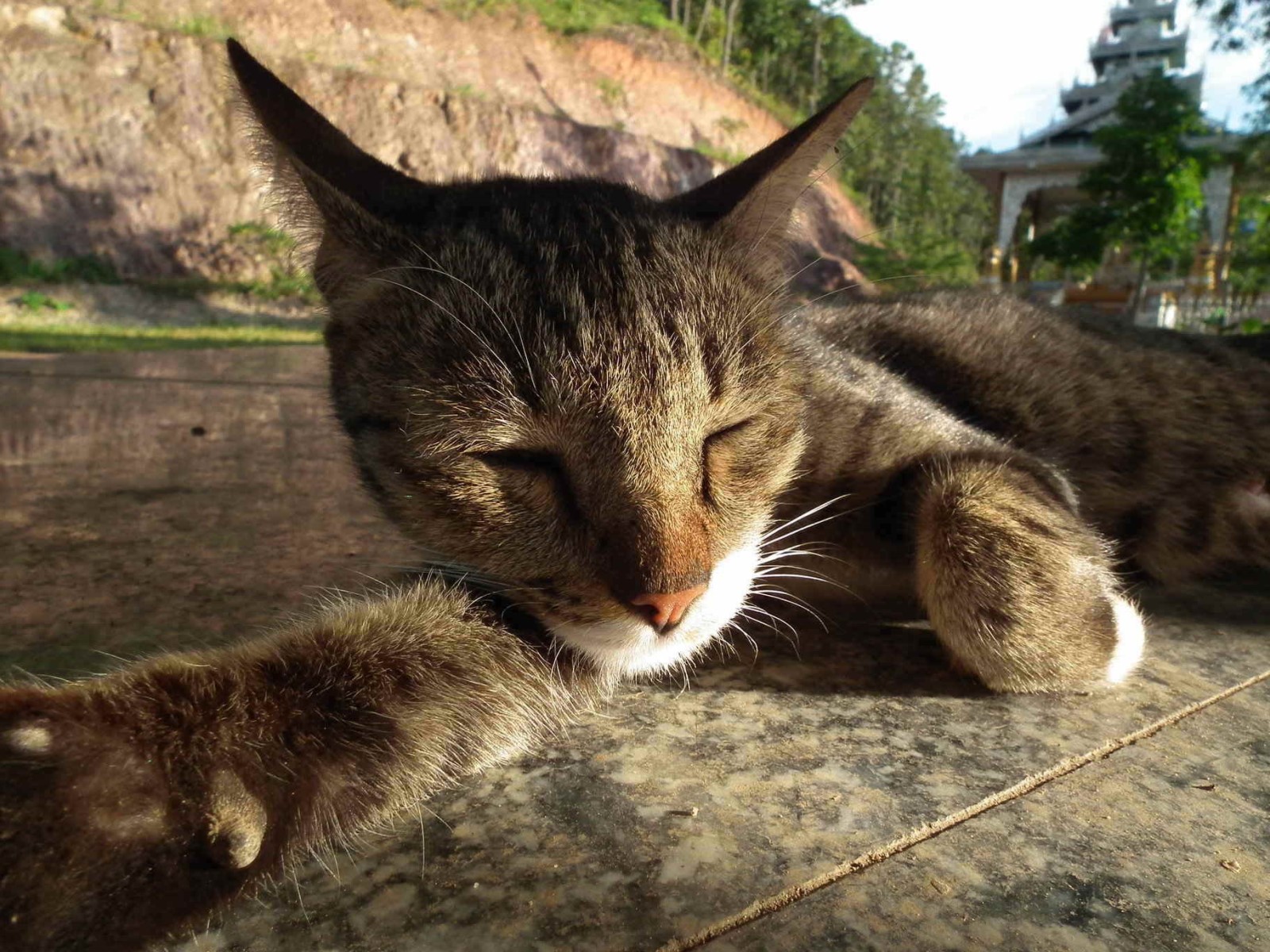 Sleepy Cat