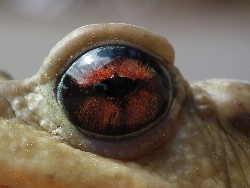 Toad Eye