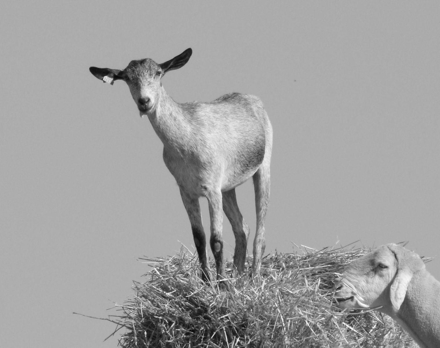 Haystack Kid