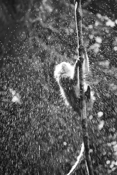 Rain Shower
