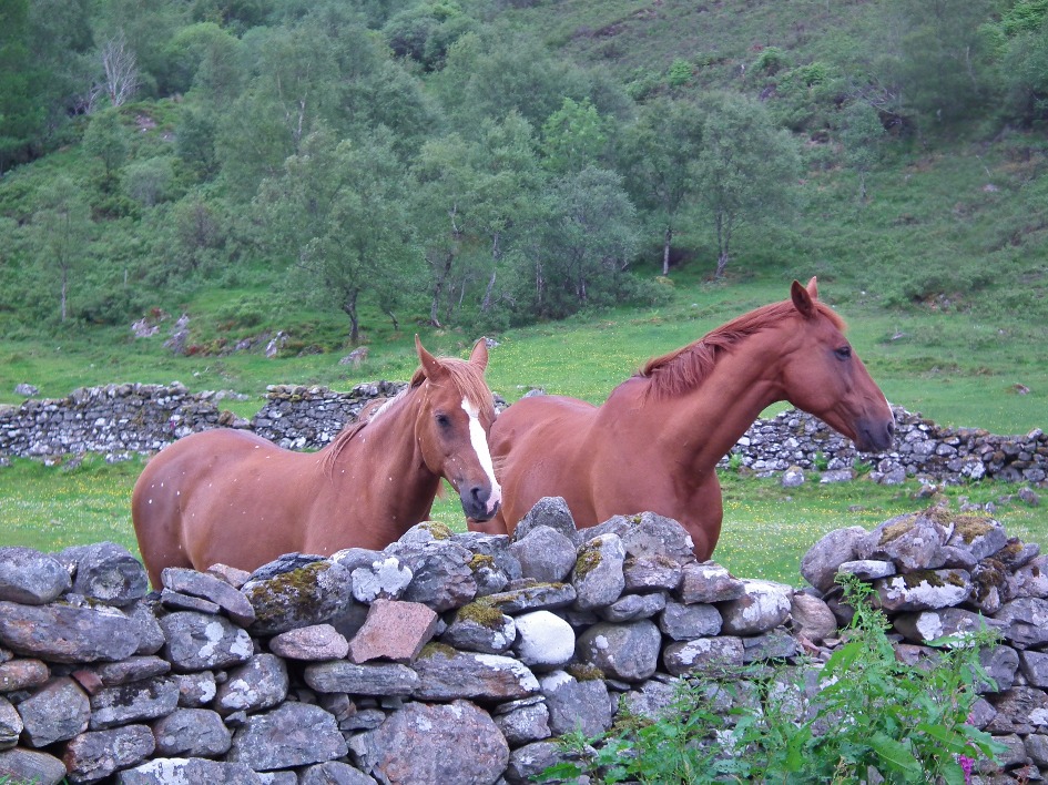Friendly Horses
