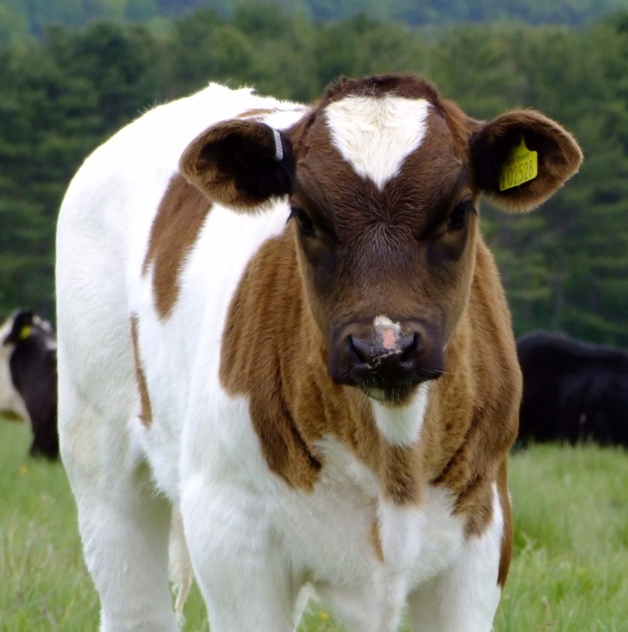 Curious Cow