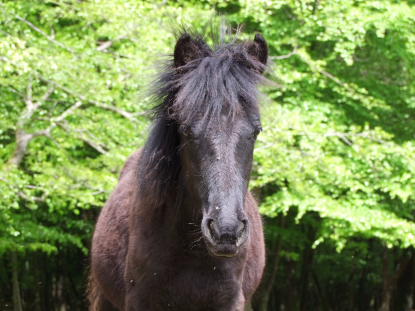 New Forest Pony