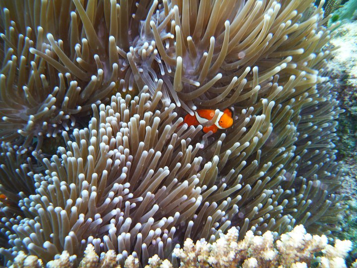 Shy Clownfish